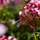16f6f6d4-11bb-4cad-ac99-8e1b4d3f12b4-texture-close-up-flowers_23-2148198905.jpg