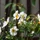 cf3d1977-e947-429e-a6bf-ebb1fa3d66dd-close-up-cosmos-bipinnatus-flowering-plant_23-2147920619.jpg