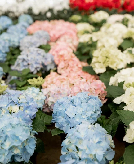 d0f4dd78-6f86-4bbb-9498-1c0279768423-arrangement-with-colorful-flowers-market_23-2148447127.jpg