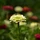727b1baa-3354-4521-a76e-681531a08839-gorgeous-blooming-flowering-white-dahlia-flower-blossom-summer-time_493961-479.jpg