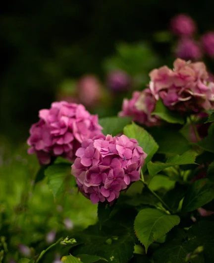 132c396c-d17a-4bde-8f08-5b94a64b4a76-closeup-shot-beautiful-purple-flowers-garden_181624-32737.jpg