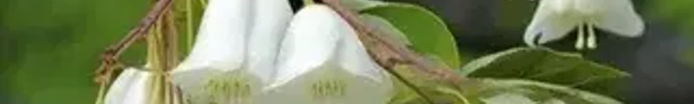 964f009e-be3a-4d08-b953-eade99b10b86-i(1).webp
