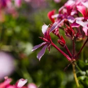16f6f6d4-11bb-4cad-ac99-8e1b4d3f12b4-texture-close-up-flowers_23-2148198905.jpg