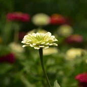 727b1baa-3354-4521-a76e-681531a08839-gorgeous-blooming-flowering-white-dahlia-flower-blossom-summer-time_493961-479.jpg